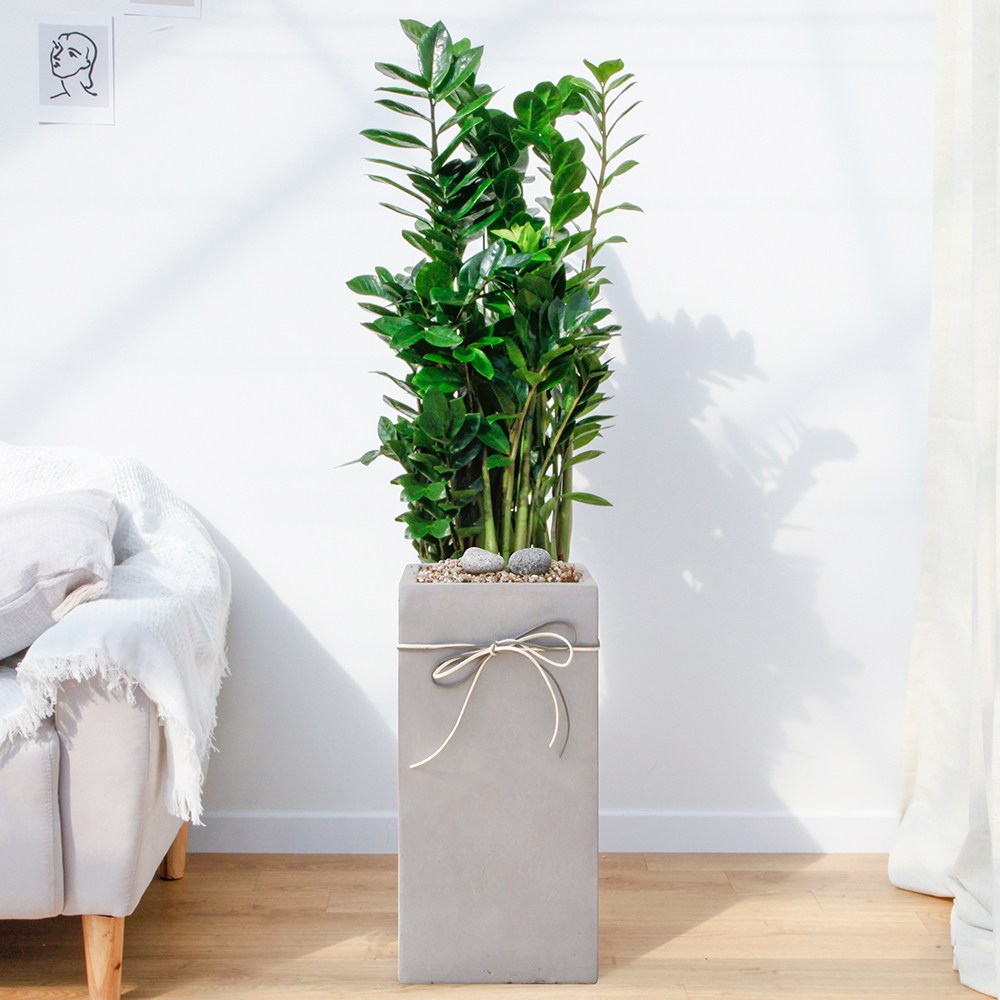 드셀플라워 금전수 돈나무 개업 화분 집들이 선물 승진 사무실 이전 병원 개원 식당 개업식 축하 화분 배달 당일배송 특대형 그레이 사각 경량화분, 1개, 1.특대형_금전수 그레이 사각 경량화분 159,000원