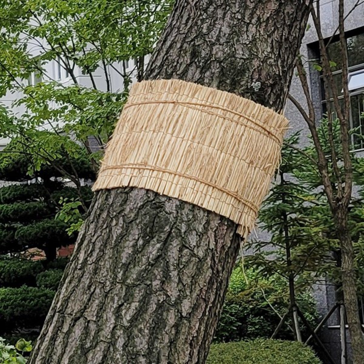 조이가든센터 잠복소 볏짚바람막이 30cm x 20m방풍막, 1개 21,810원