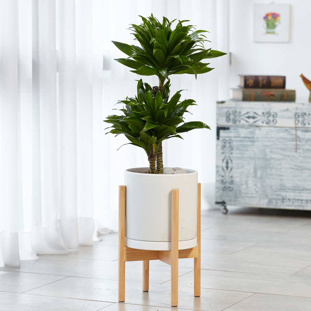 농원청년 우드스탠드화분 개업화분 개업식화분 실내화초 집들이 개업선물 승진 사무실 이전 병원 개원 식당 축하화분배달 몬스테라 금전수 여인초 뱅갈고무나무 올리브나무 쉐프렐라 홍콩야자 79,000원