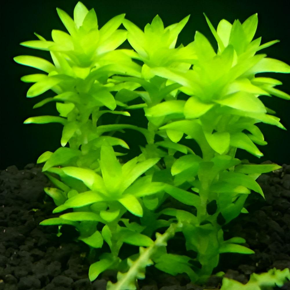 [수초대부] 스타레인지 고급 달팽이, 이끼 없는 수초 물고기 구피 은신처 15,220원