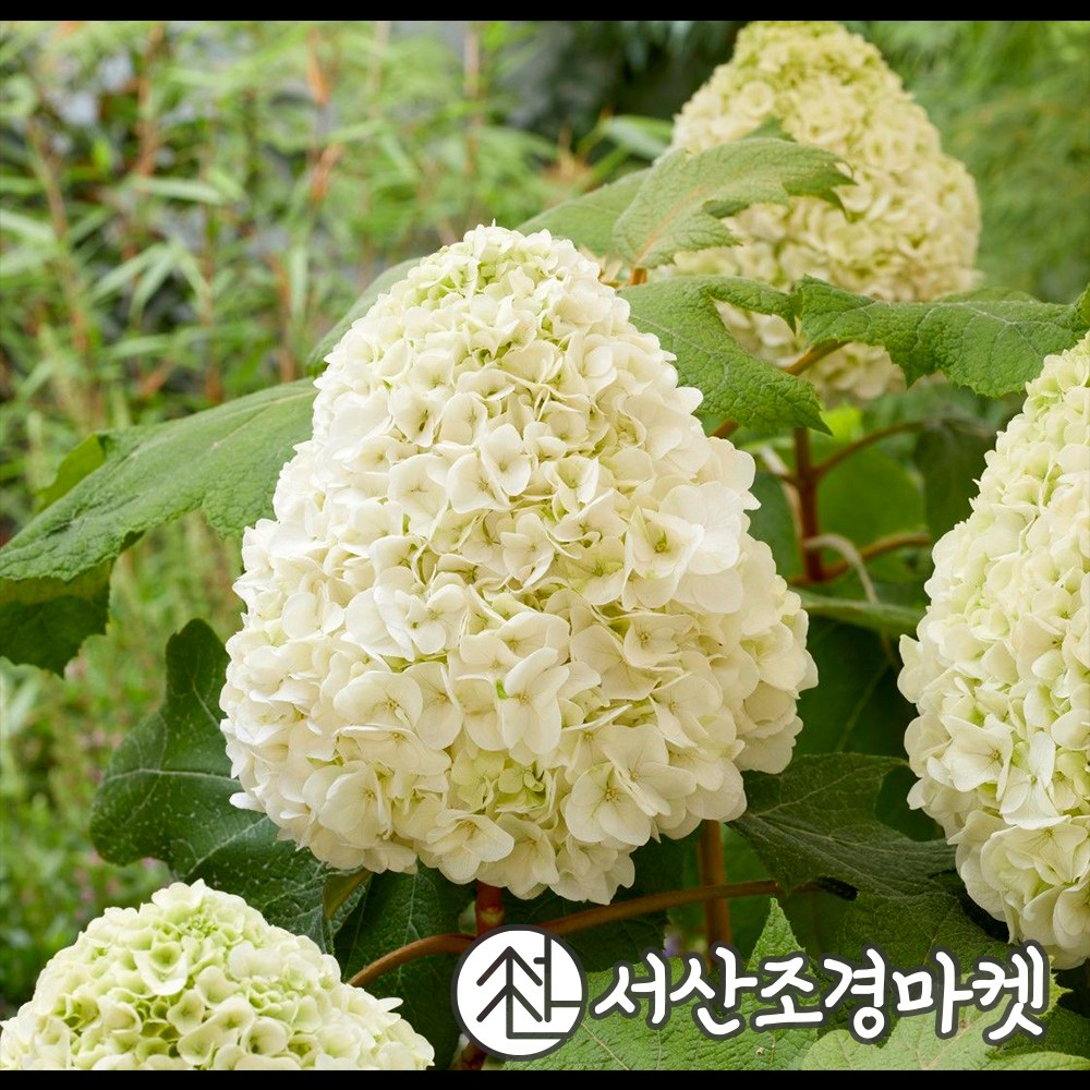 수국 떡갈잎수국 타라 C2포트 묘목 나무 서산조경마켓 390,000원