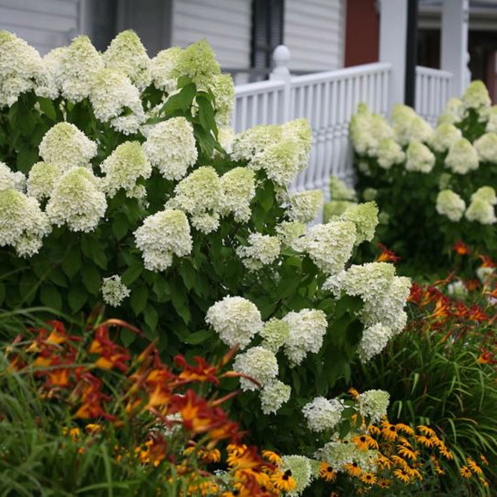 목수국 라임라이트 2-3지 P15 포트묘 바닐라프레이즈 수국 15,000원