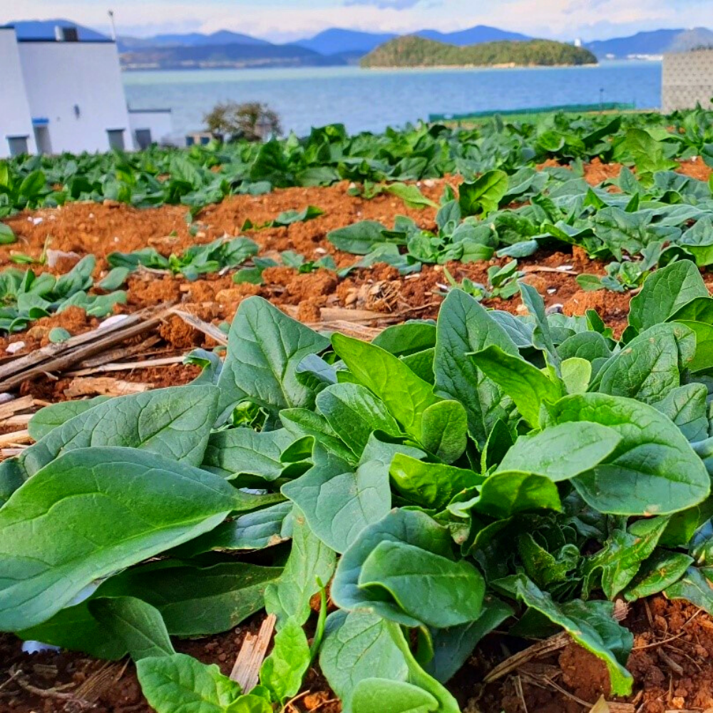 명품 섬초 남해 시금치 달달한 해풍노지 8,590원