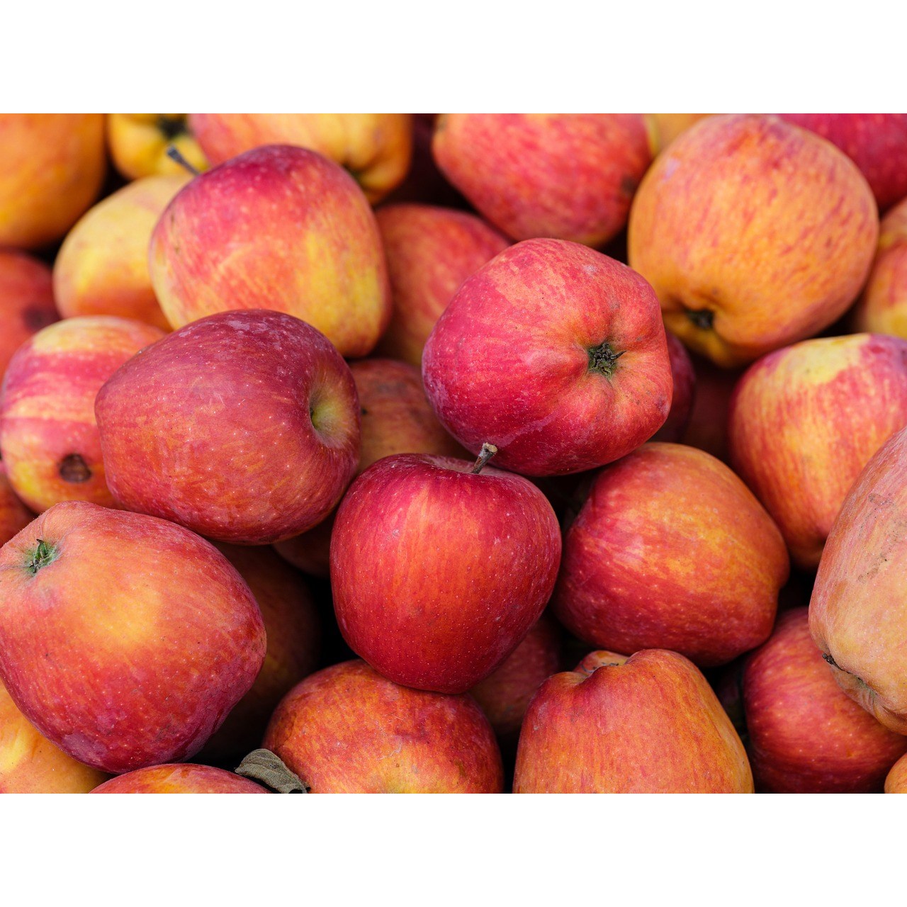 [당도폭발/가성비] 안동 경북 못난이 사과 고당도 14-16브릭스 이상 실속형 부사, 맛보장 가정용 중과 (3kg/5kg/10kg) 27,900원