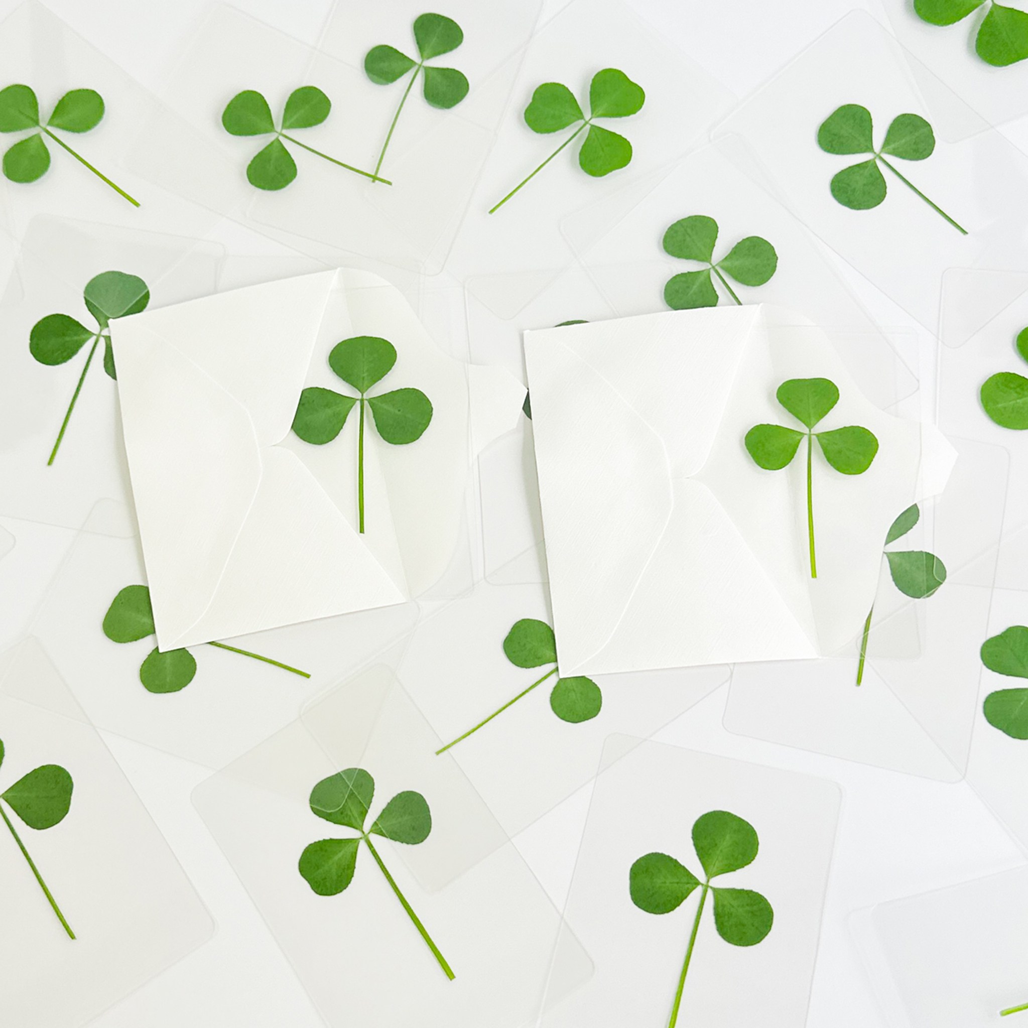 코어브릿지 생화 세잎클로버 투명 코팅 카드+봉투 세트 34,300원