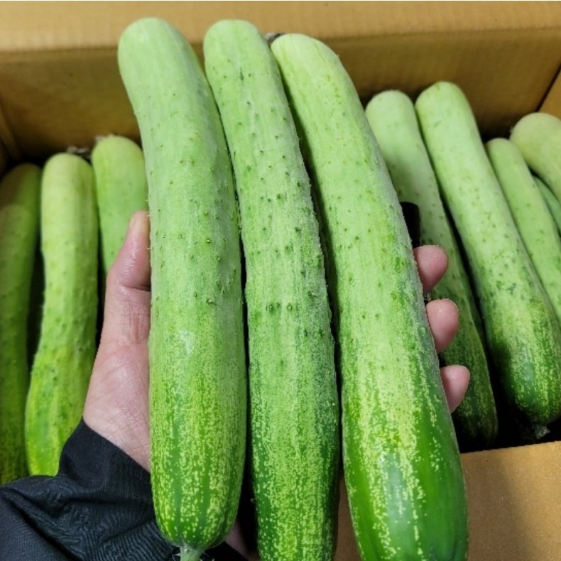 백오이 백다다기 오이 특품, 1박스, 2kg 20,000원