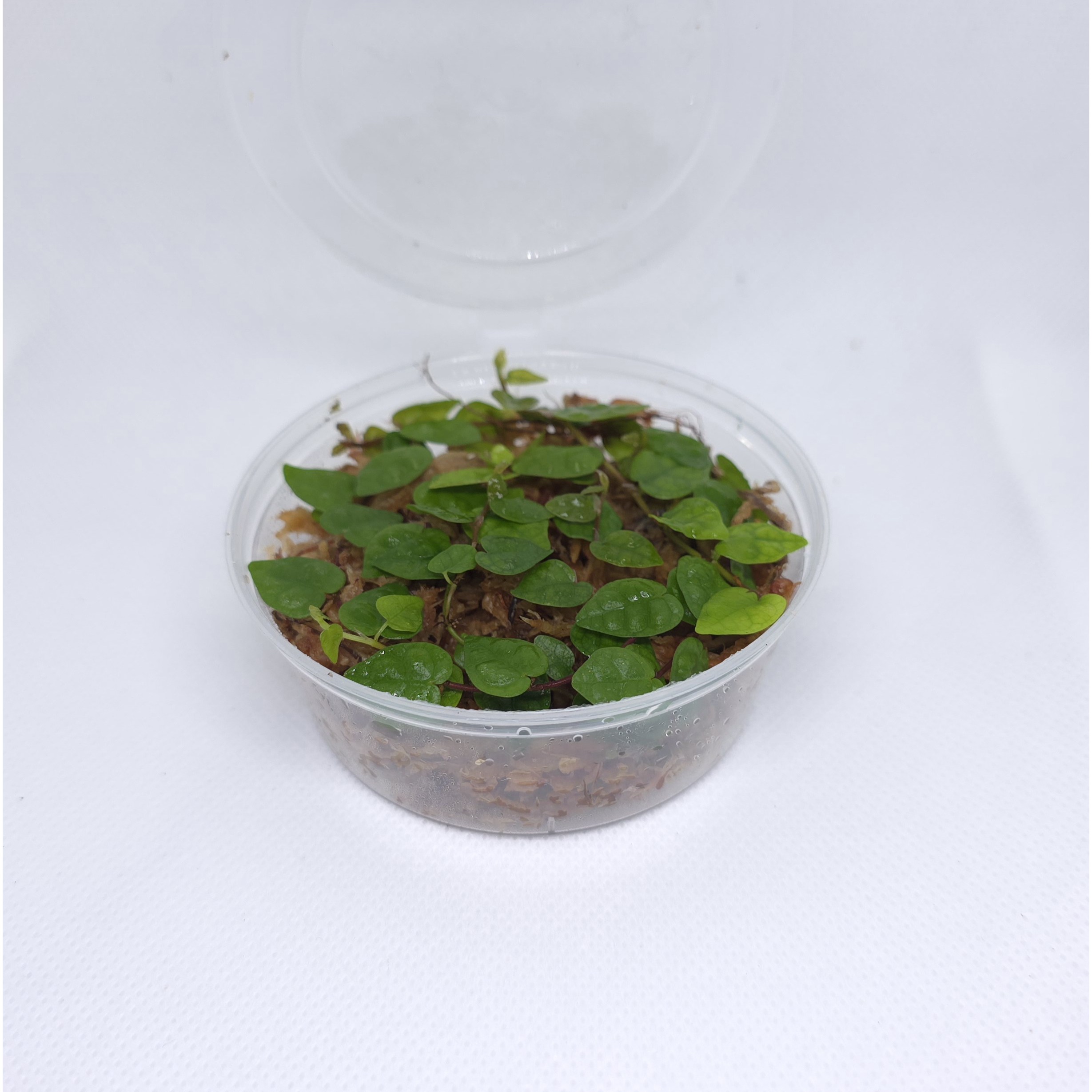 피커스 미니마 1컵 8x8 테라리움 비바리움 식물 키우기, 1개 7,000원