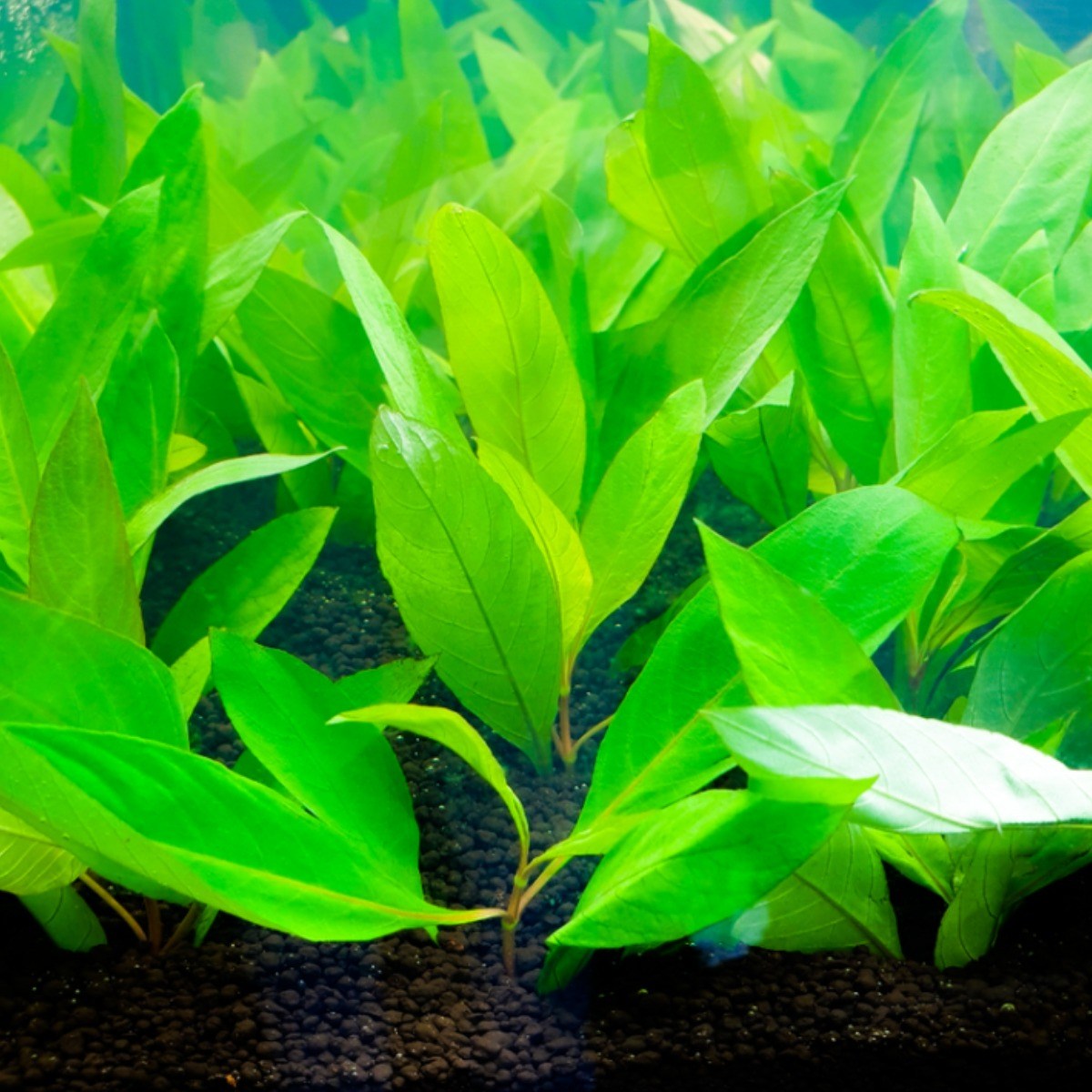 [수초킹] 키우기 쉬운 하이그로필라 라지리프 / 수초맛집 초보수초 새우놀이터 구피키우기 구피어항 구피 새우 모스 모스볼 수초농장 수초도매 구피수초 구피어항 새우수초 인기수초 8,980원