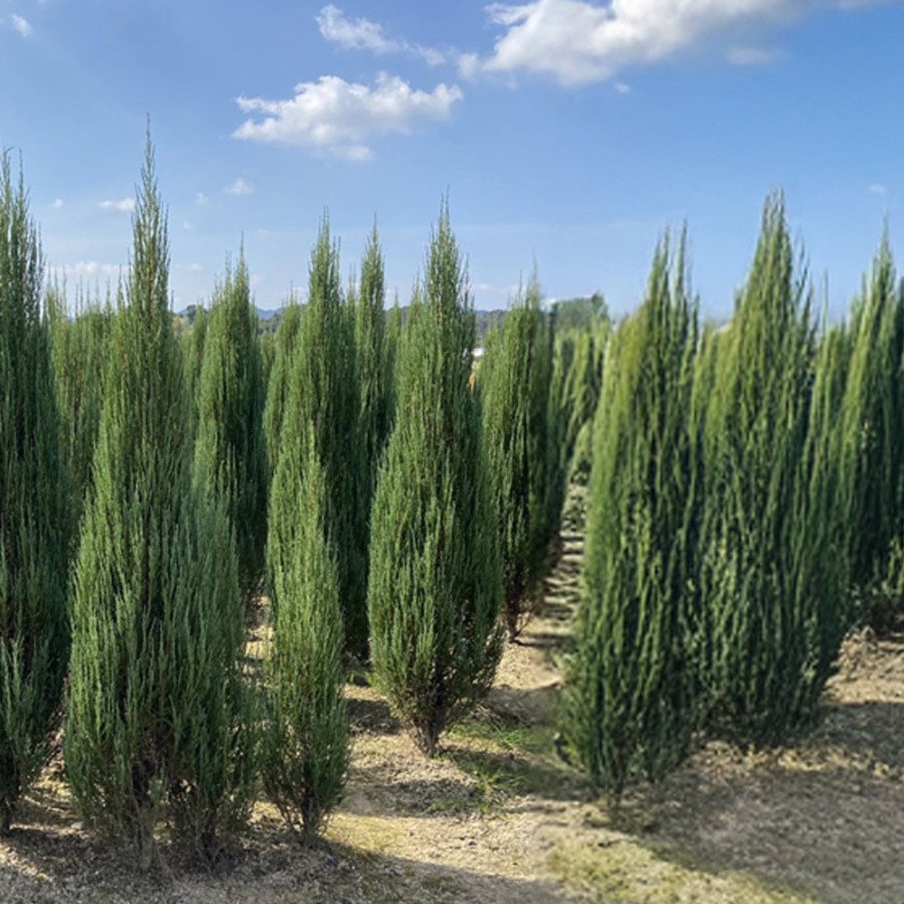 상상정원 블루애로우 주니프러스 (측백) 나무 묘목 - 분묘, 1개, H1.2/분 36,000원