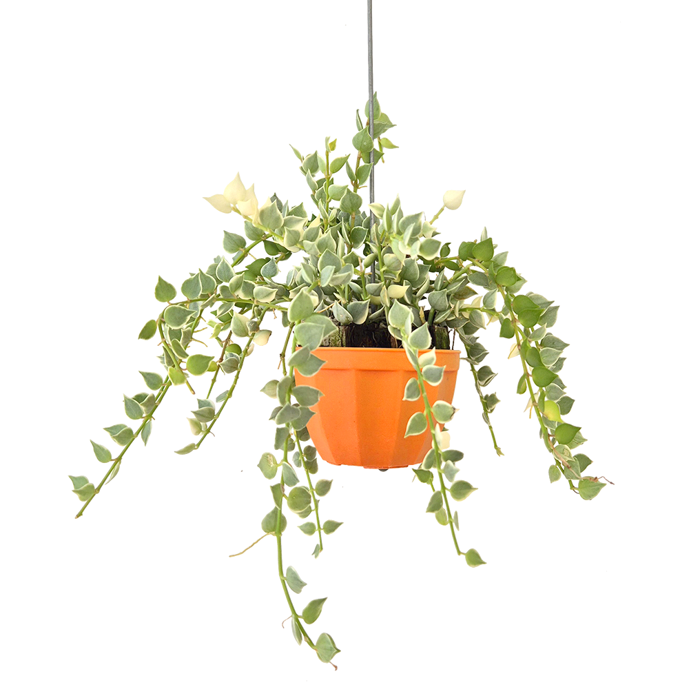 피움뜰 행잉플랜트 디시디아 밀리언하트 바리에가타 희귀 무늬 공중 넝쿨 늘어지는 플랜테리어 공기정화, 1개 11,400원