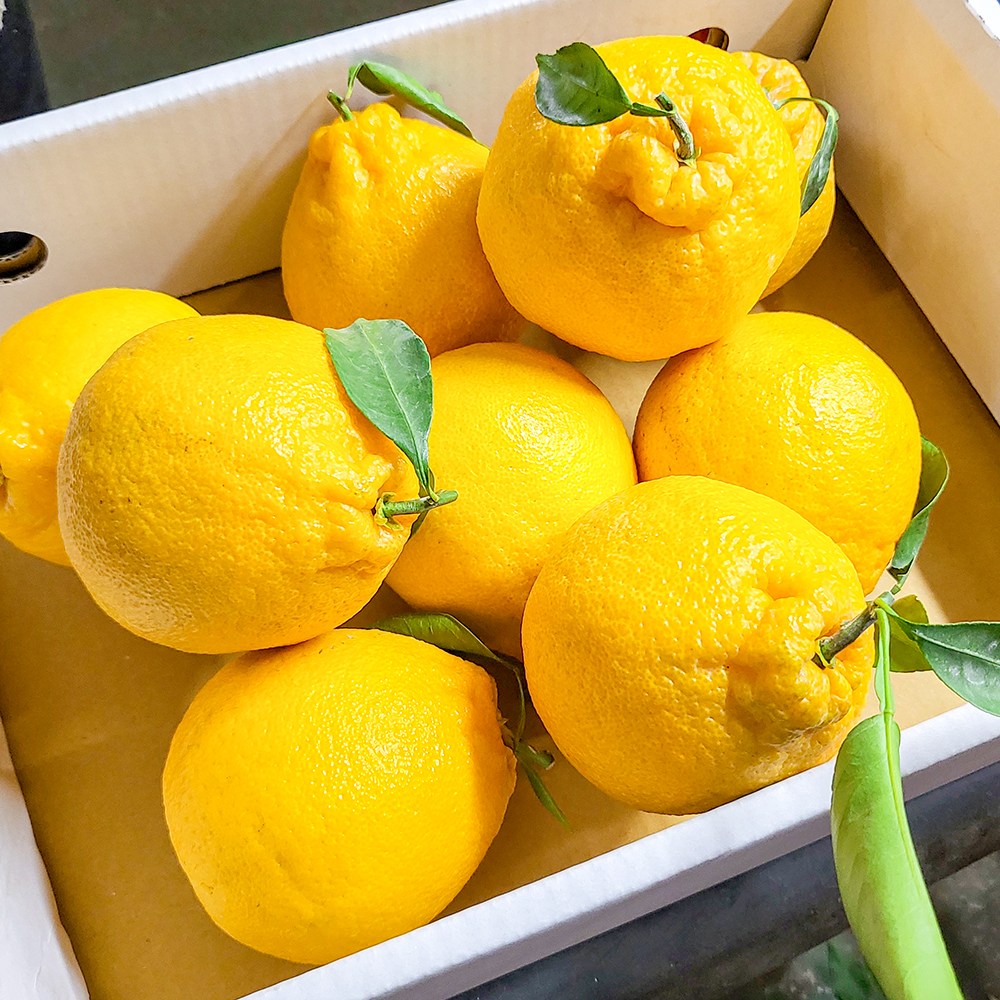 제주아꼼이네 제철 한라봉 새콤달콤, 1박스, 가정용 9kg 69,800원