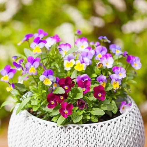 [꽃씨모듬 1128] 화분으로 기르기 좋은 키작고 오래가는 꽃씨 4선, 1개, 현재가 30,000원