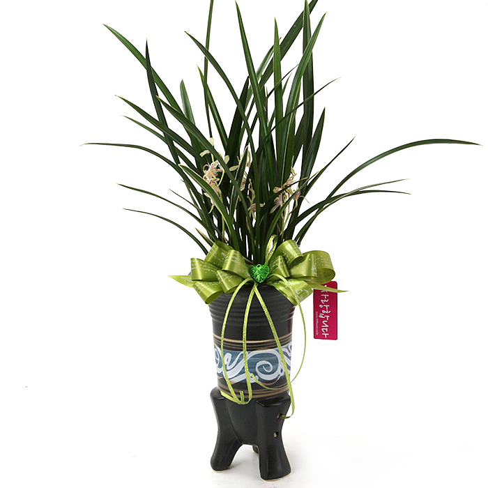 (오늘도착) 99플라워 동양란 소심 동양란 ST-E406 - 개업 승진 축하 취임 전국당일배송 축하난 60,100원