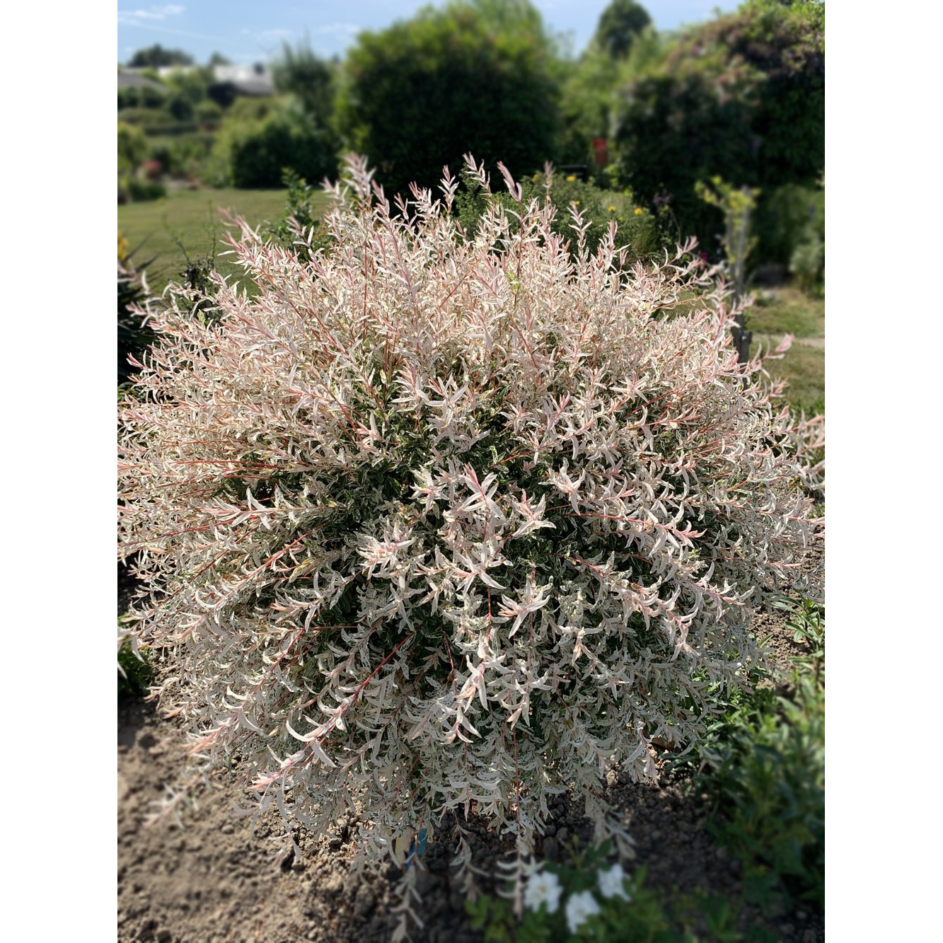 화이트핑크셀릭스 R6 R8 분묘 삼색버드나무 120,000원