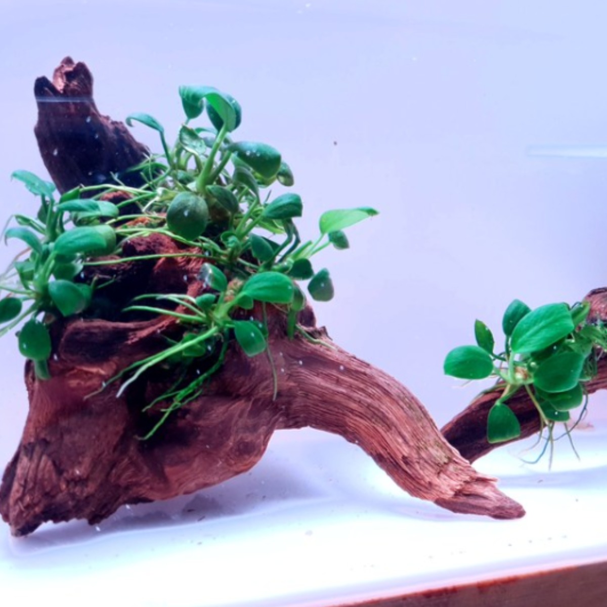 [미초 신상] 달팽이 없는 초보도 쉽게 키울수 있는 나나 활착 유목 [대형] (가로15센치이상 세로랜덤) / 활착 수초 / 음성수초 / 유목활착  / 새우수초 / 구피수초 24,800원