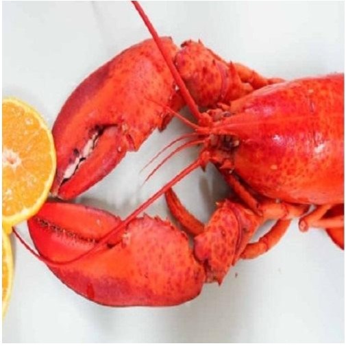 동아씨푸드 캐나다 자숙 랍스터 1마리 450g 내외 15,500원