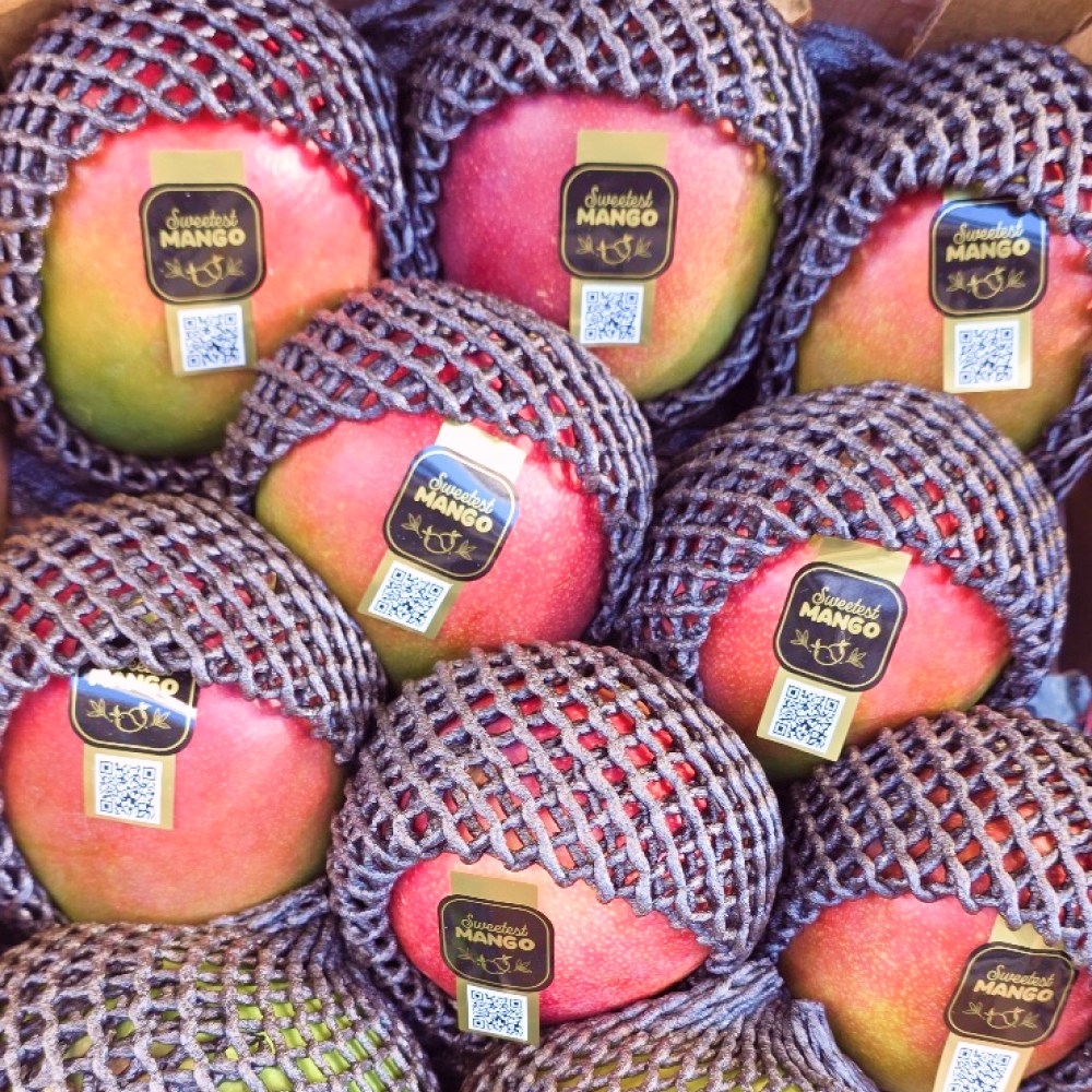 [타임특가]15Brix 고당도 프리미엄 애플망고, 1개, 2kg 19,900원