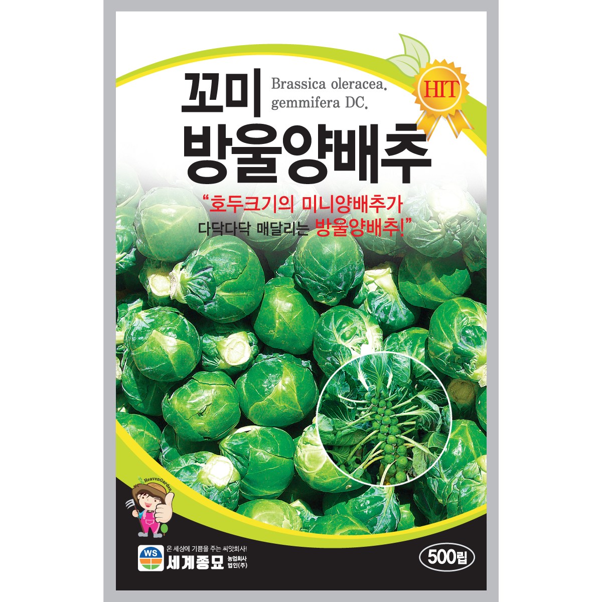 세계종묘 꼬미방울양배추 씨앗 500립, 1개 3,500원