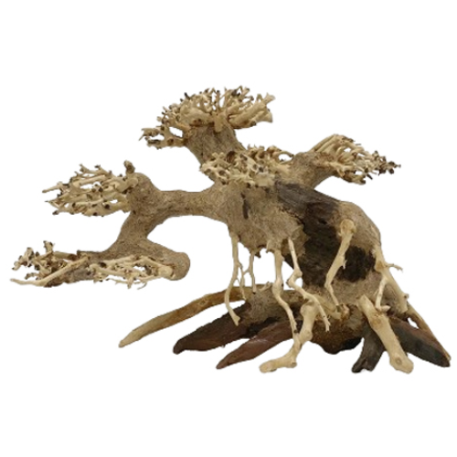 KD 모스트리 분재유목 L200 39,700원