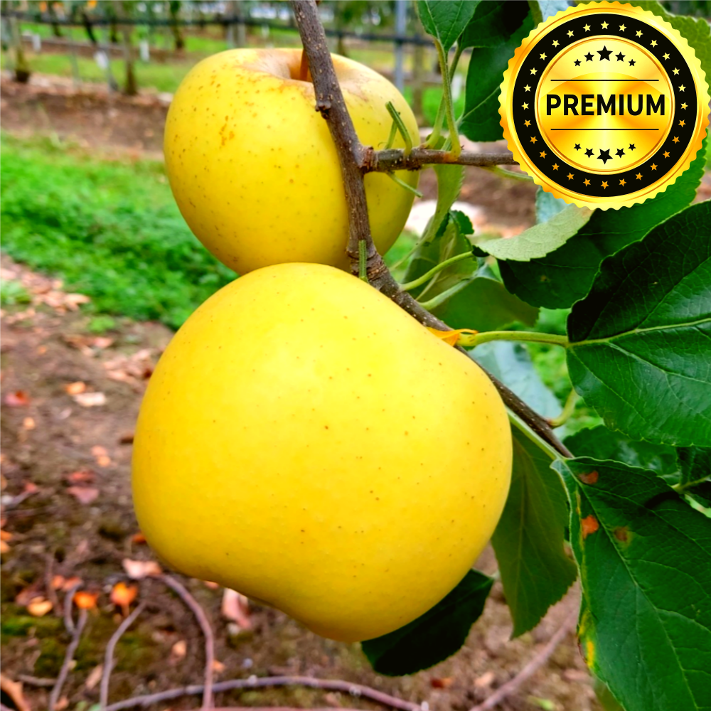 [껍질째 먹는 꿀사과] 양구 시나노골드 황금사과 87,900원