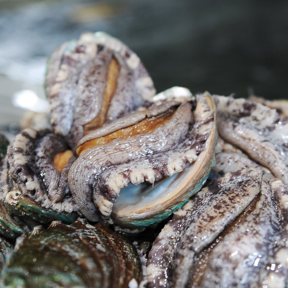 바다마을협동조합 완도 대활전복  1kg 14-15미(12시주문건까지당일출고) 25,900원