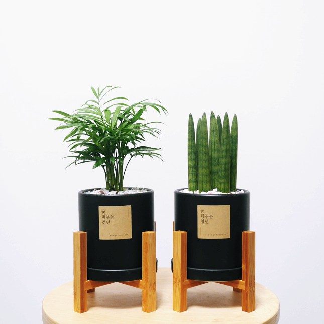 꽃피우는청년 원예 초보자를 위한 실내공기정화식물 2종 세트 (스투키, 테이블야자), 블랙, 1세트 29,000원