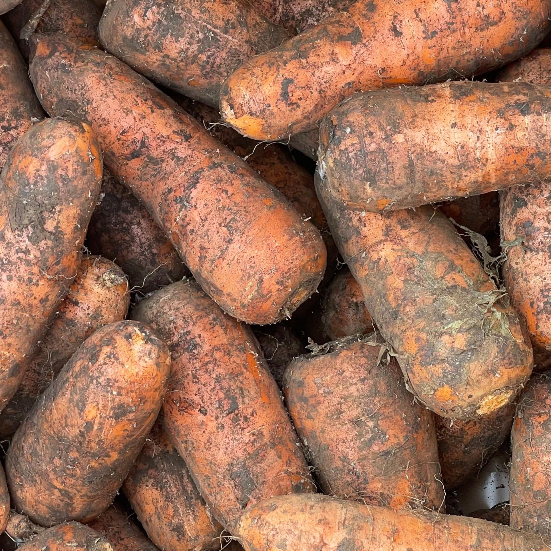 [산지초특가] 아삭하고 달콤한 국내산 구좌당근 당일발송 7,900원