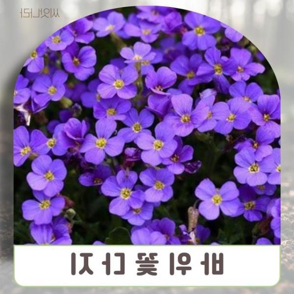 바위꽃다지 혼합색 씨앗 (씨앗나라) 15립 22,810원