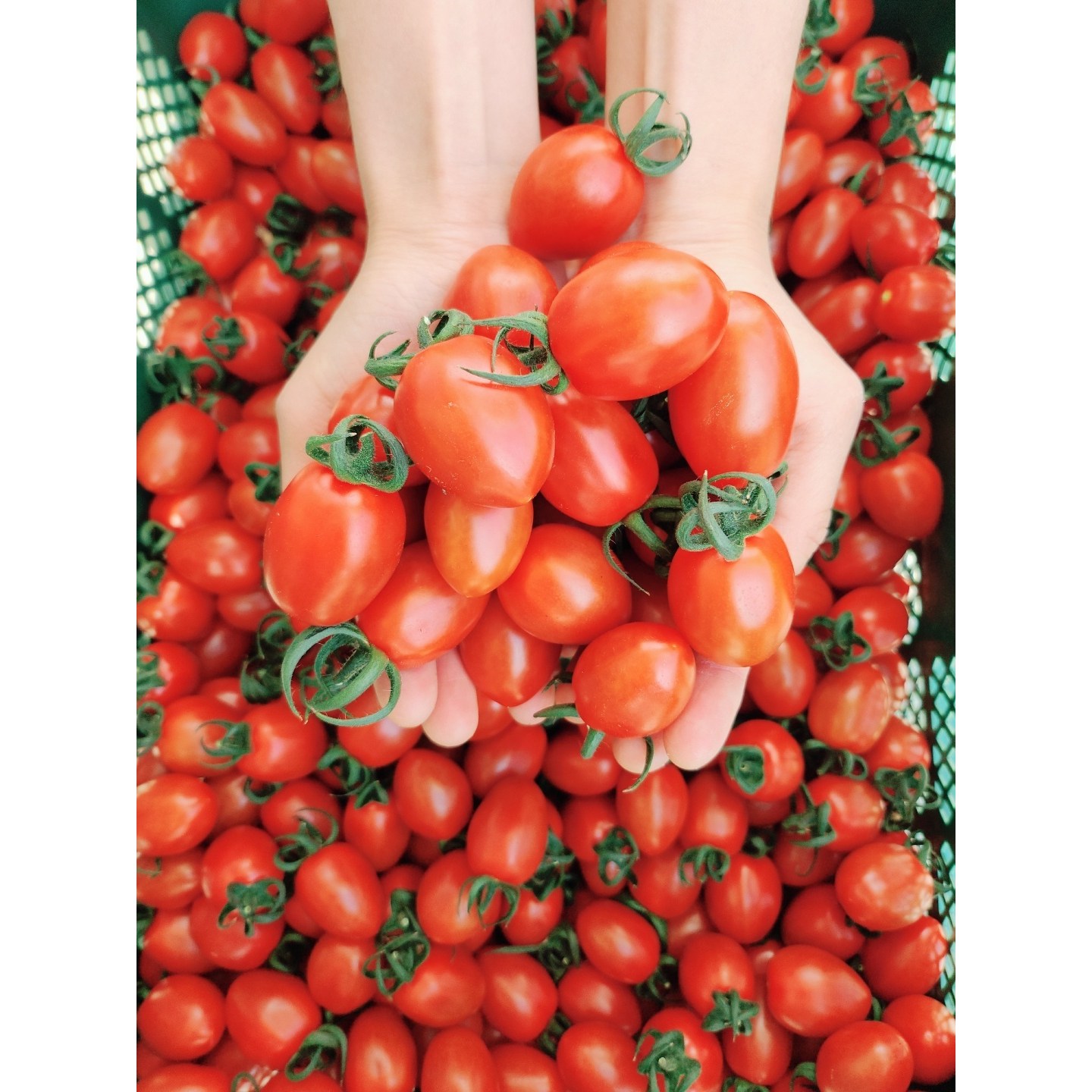 [탱글탱글] 아삭한 식감 고당도 대추방울토마토 산지직송 신선보장, 1박스, 1kg 12,000원