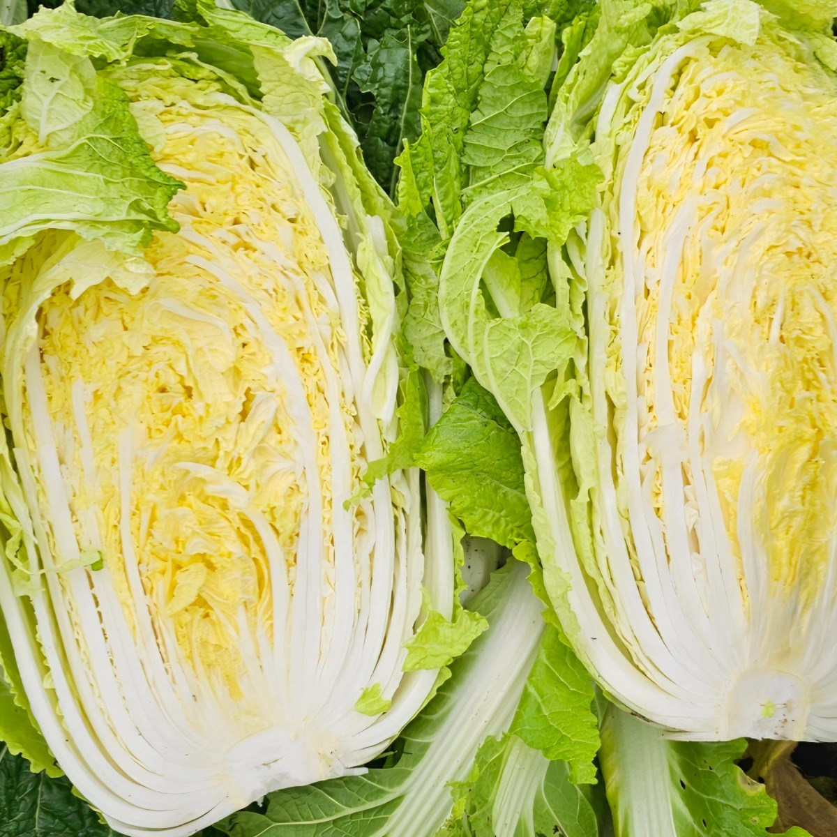 국내산 신선배추 1통 1.3~2kg / 3통 4통 구성 / 배추24시 산지직송, 3개, 1.3kg 11,510원