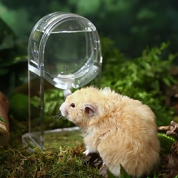 타핏 투명 급수기 거치대 세트, 1세트 21,800원