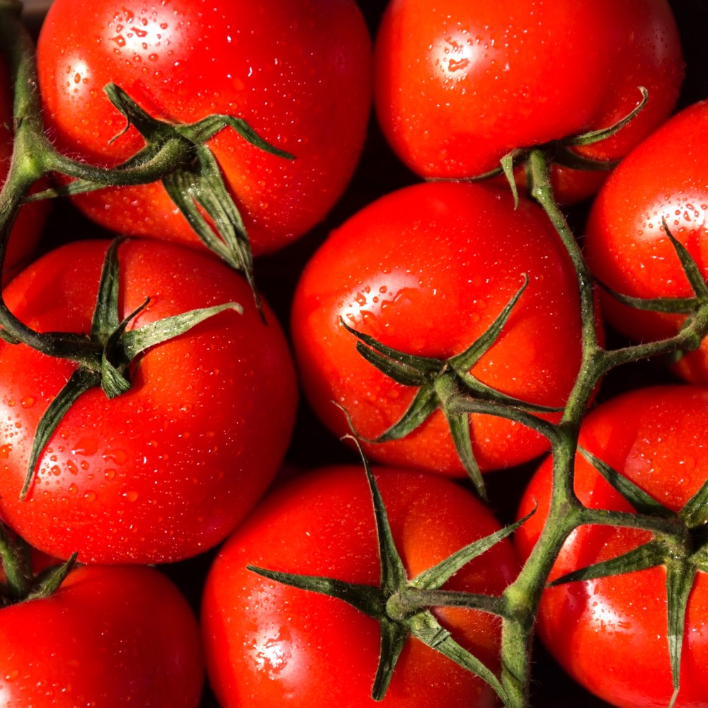 품질보장 따자마자 보내주는 신선한 정품 완숙 토마토 15,900원