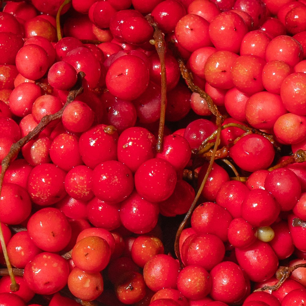 2025 문경 햇 세척 냉동 오미자 생과, 1세트, 냉동 오미자생과 10kg 199,900원