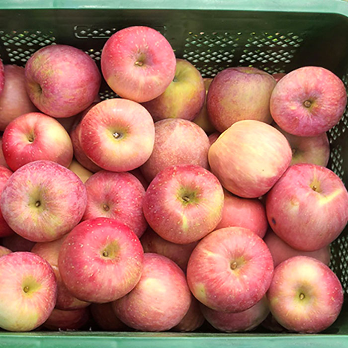 당도선별 사과 산지직송 아삭 달콤한 사과, 1개, 가정용 (대과) 10kg 25-30과 46,100원