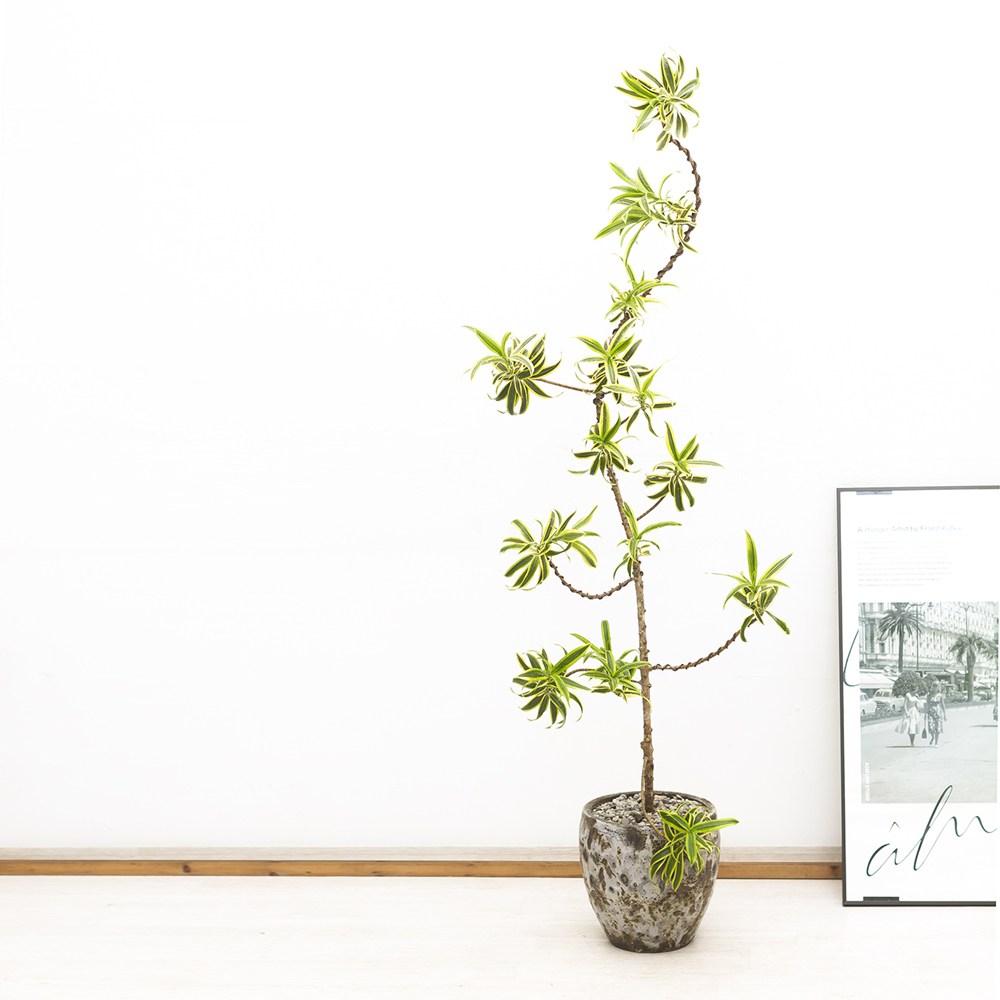 대형 외목대 송오브인디아 선이예쁜 인테리어식물 예쁜 카페식물 158,000원