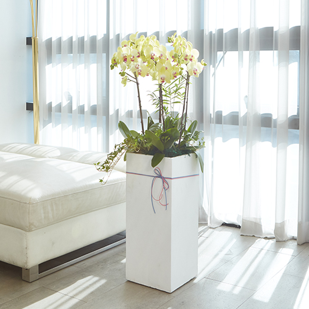 농원청년 서양란 옐로우호접란 최고급형 2호 승진 영전 취임 개업 축하화분 축하난 개업선물 난배달 179,000원