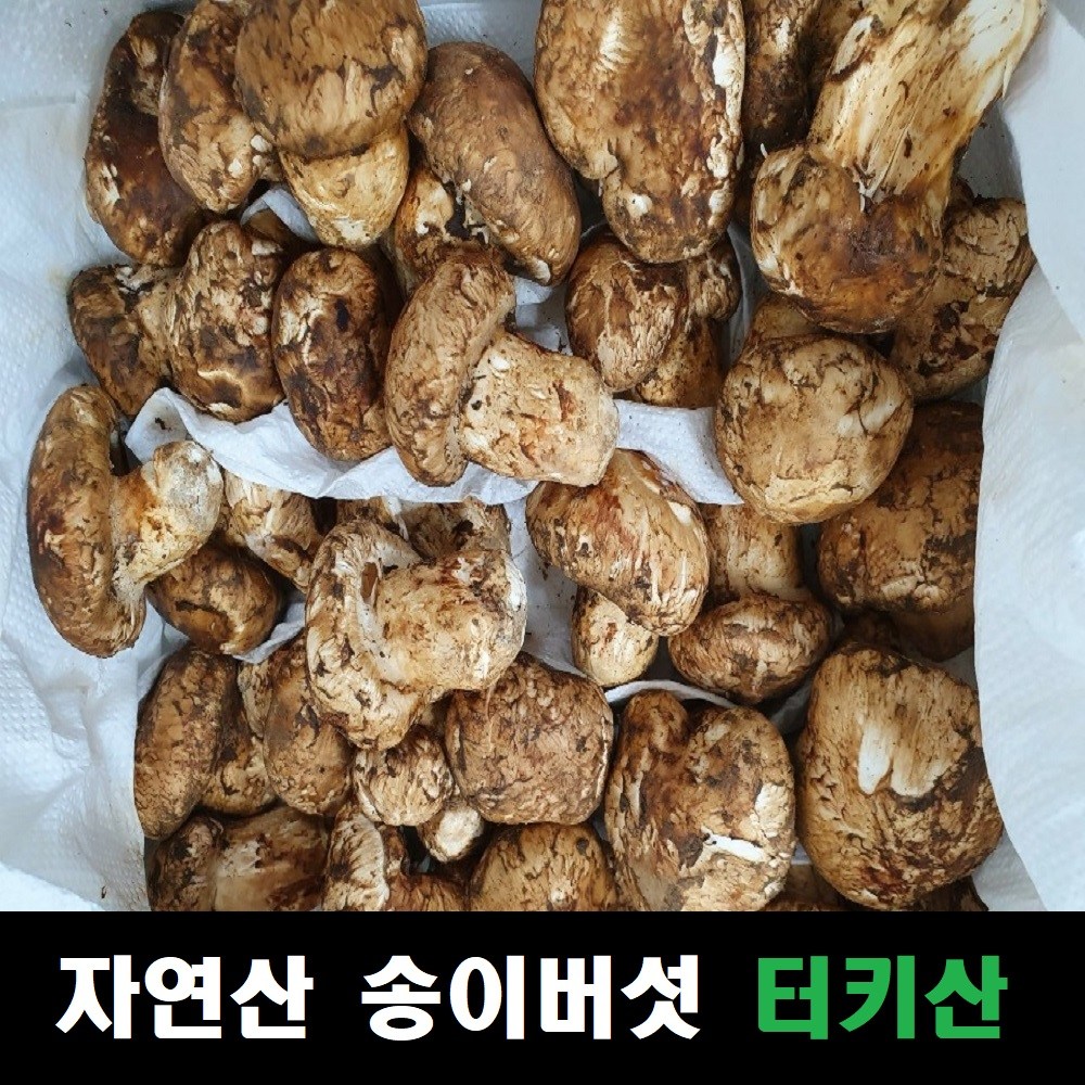 송이버섯 자연산 냉동 터키산 25,000원