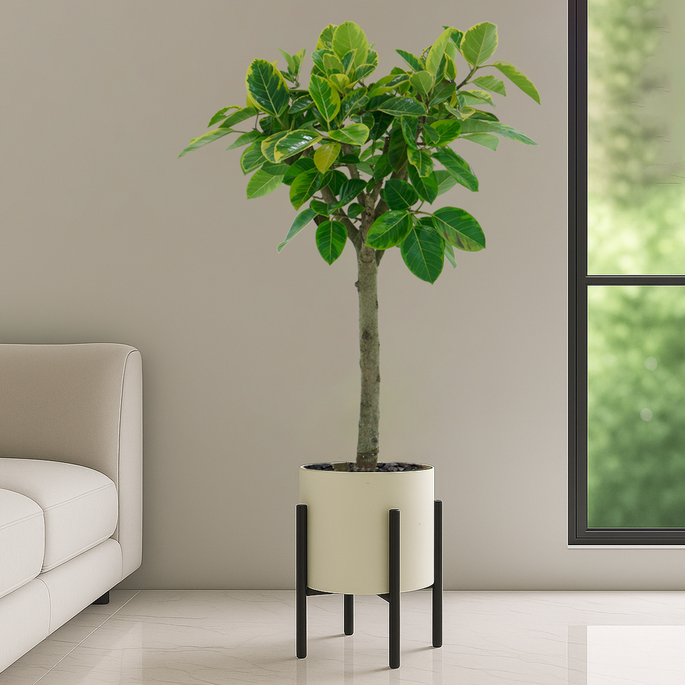 농원청년 블랙메탈스탠드 개업화분 거실화분 개업식화분 축하화분배달 꽃배달서비스 실내공기정화식물 인테리어식물 카페 병원 사무실이전 승진화분 뱅갈고무나무 여인초 뱅갈고무나무 금전수 200,000원