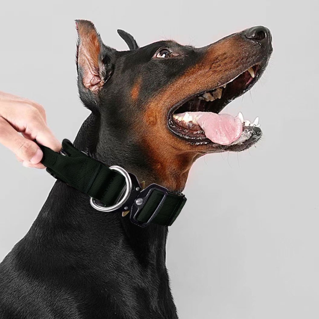 댕스랩 대형견 중형견 목줄 16,900원