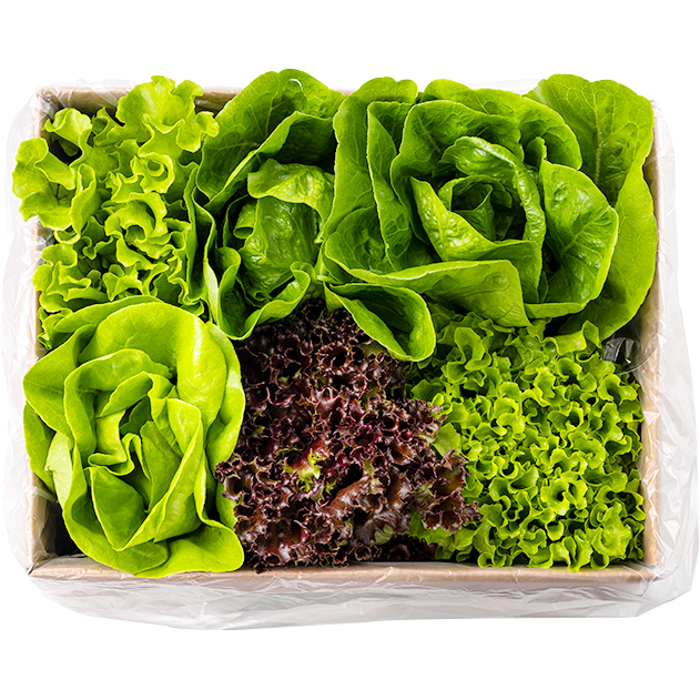 [봉채소] 친환경 무농약 아쿠아포닉스 GAP인증 유럽 샐러드, 1kg, 1개 12,900원