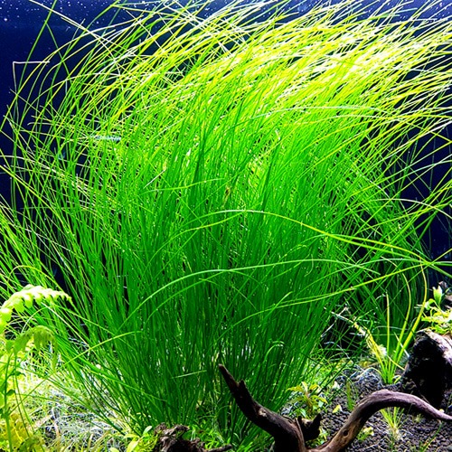 [수초대장] 호시쿠사sp 워터아이 (3뿌리) 중후경수초 14,900원