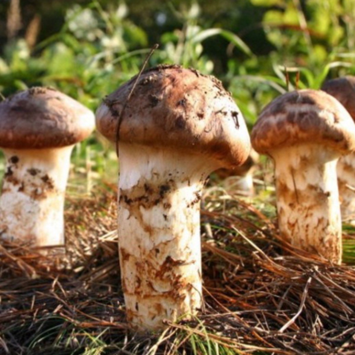 고마운분께 귀한 선물 양양 자연산송이버섯 449,000원