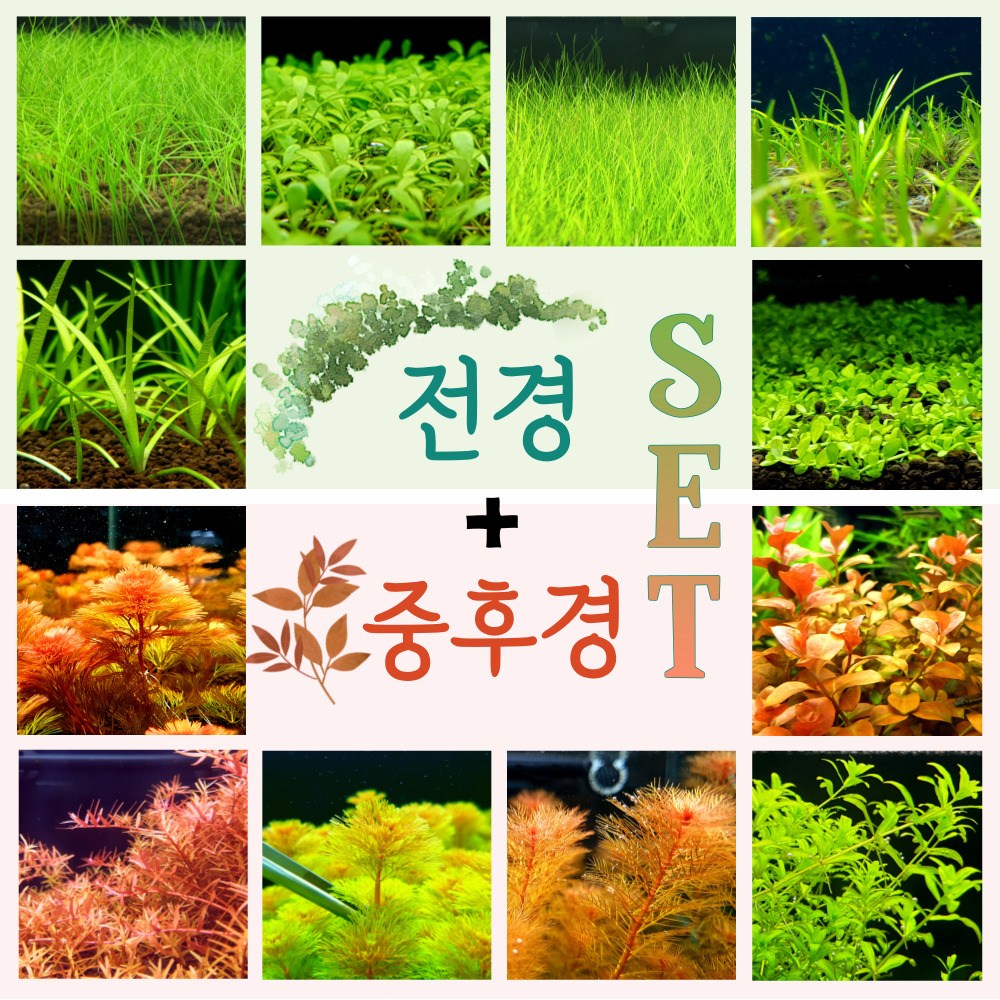 [미초] 키우기 쉬운 튼튼한 초보자 수초 세트 ,전경1종+중후경4종(약20촉) 5종세트 / 초보자용 어항 수초 / 수초 세트 30,000원