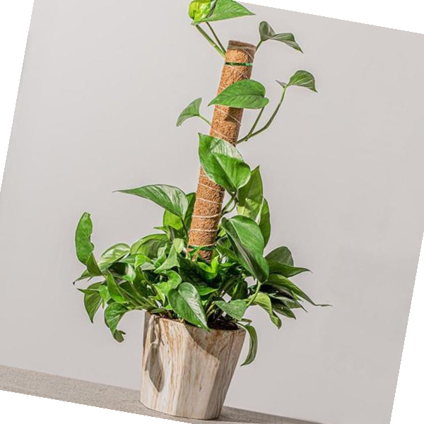 식물인테리어 원예봉 식물 지지대 지주대 수태봉 1m M11068 10,810원