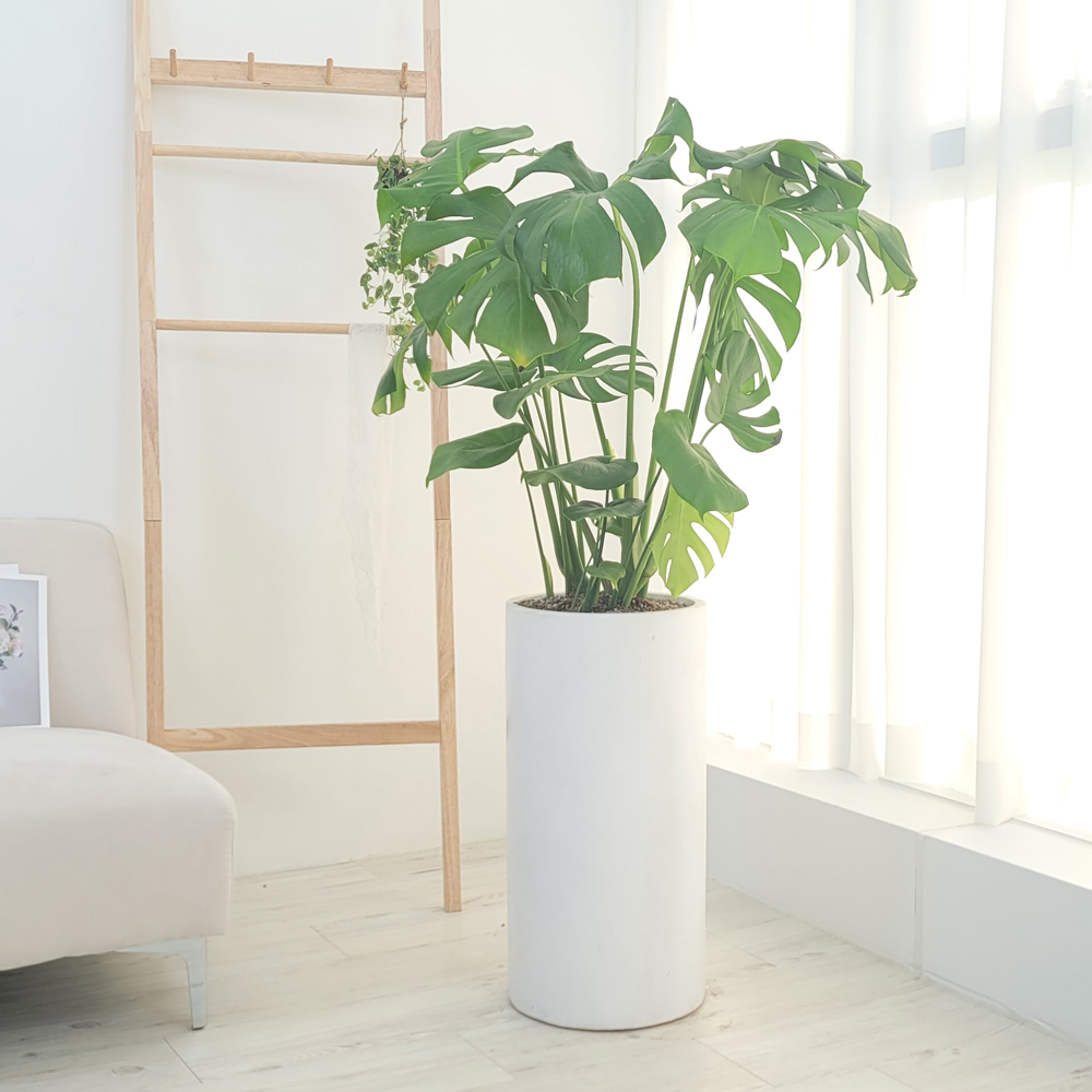 농원청년 돈나무 금전수 인테리어 공기정화식물 개업화분 집들이 승진 선물 사무실 이전 개원 병원 식당 개업식 축하화분배달, 1개 149,000원