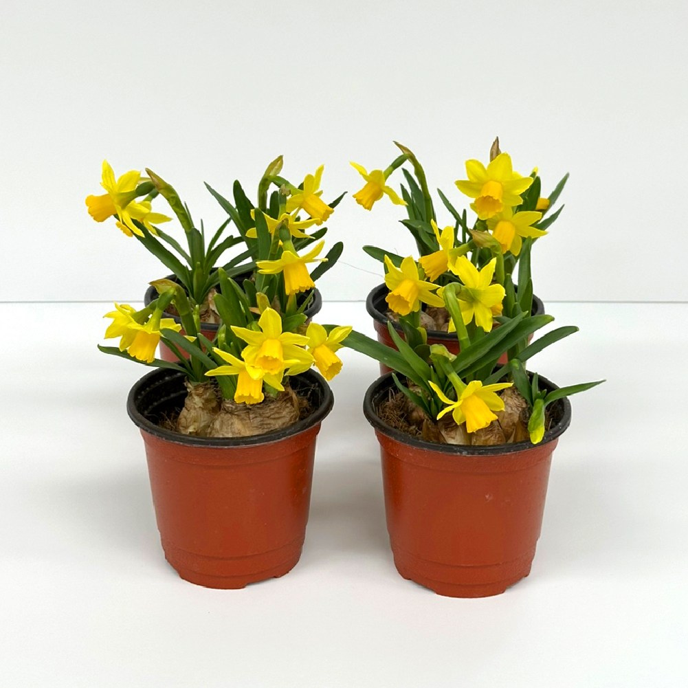 감동샵 봄 꽃 수선화 구근 식물 화사한 컬러 포트 29,900원