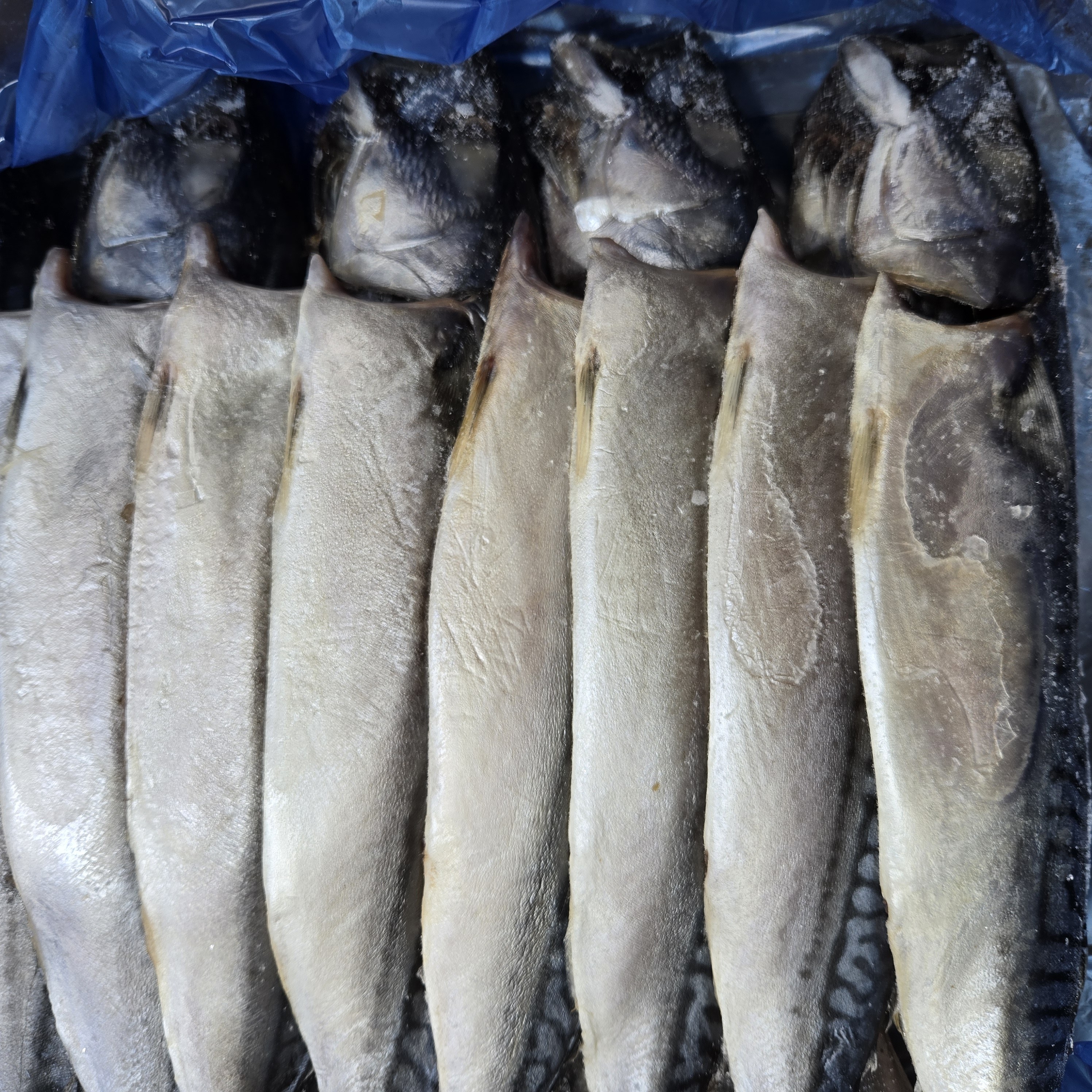 노르웨이 자반고등어 대 중 업소용 간고등어 가정용 생선 구이 도매, 1세트, 대 5손(10마리) 53,000원