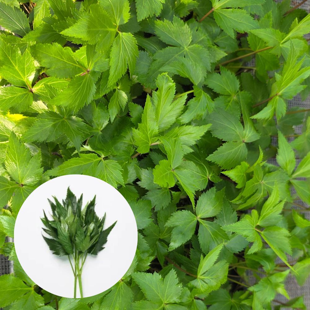 [오감] 당귀 모종 일당귀 쌈채소 묘종, 3개 7,500원