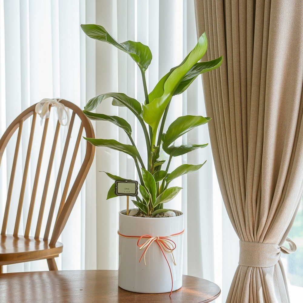 나눔플라워 전국 관엽식물 금전수 스투키 해피트리 행운목 극락조 고무나무 개업축하 실내공기정화 사무실식물 나무배달서비스, 1개, 극락조 A 154,000원