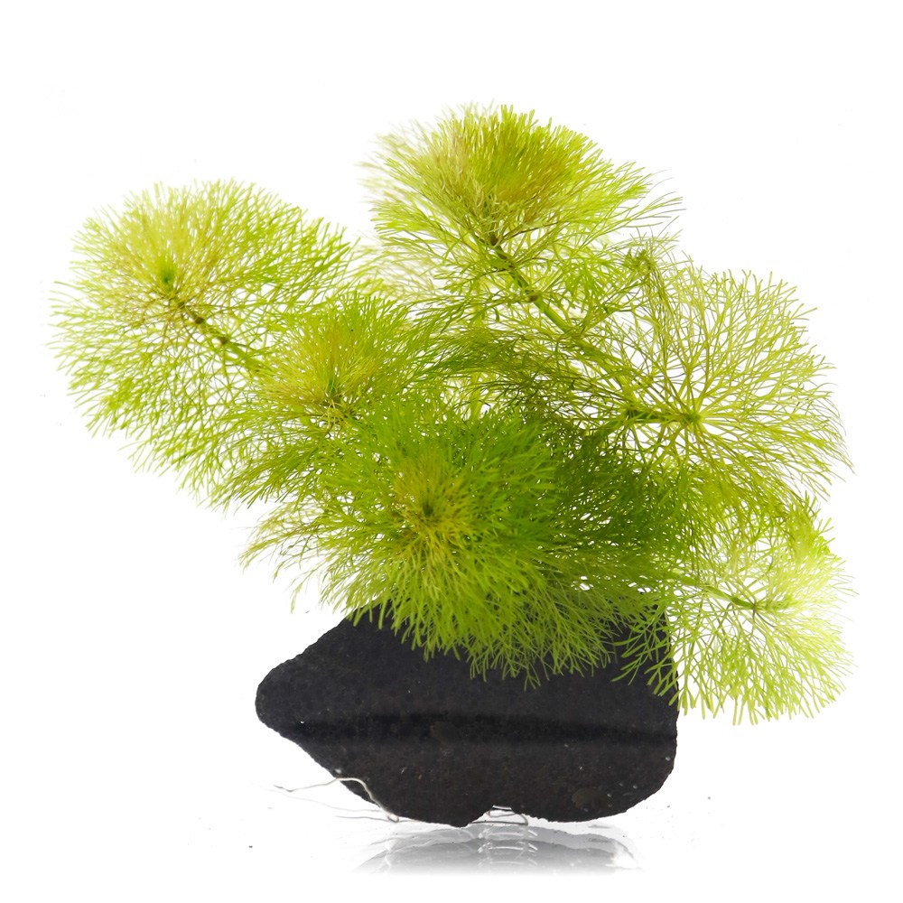 미미네아쿠아 화산석 활착수초 - 암브리아 7,200원